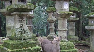 森を散歩しているよう