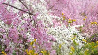 春華繚乱 ♪ （2016,4,11）