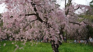 御所の桜を見に