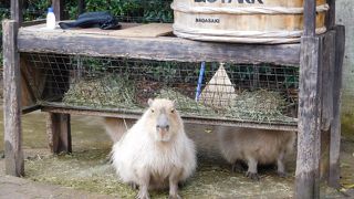 沢山の動物達と触れ合えます