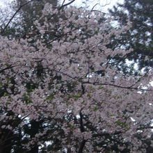 季節が合えば桜もお勧めです