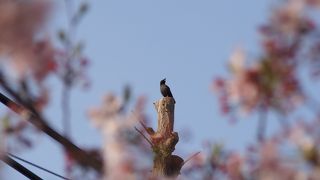 歩くなら朝がいい