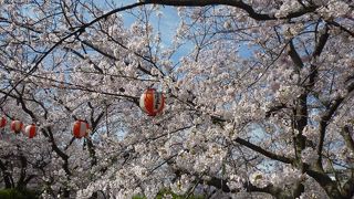 赤穂御崎さくらまつり