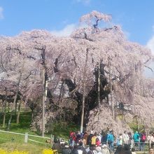 満開の桜20160411