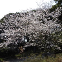 羽黒山公園の桜