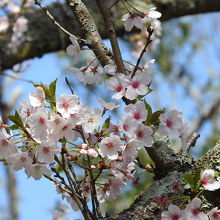 羽黒山公園の桜