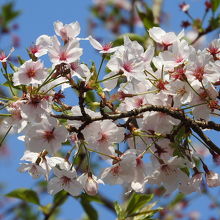 羽黒山公園の桜