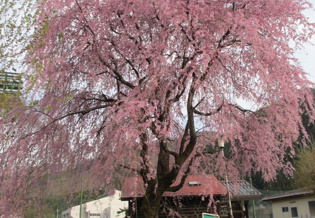 桜の美しい公園です