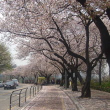 2016年の桜の様子６