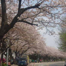 2016年の桜の様子７