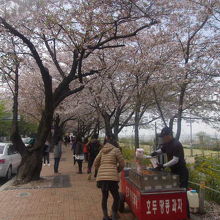 2016年の桜の様子１０