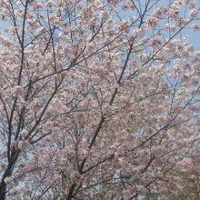 汝矣島公園内の桜の様子