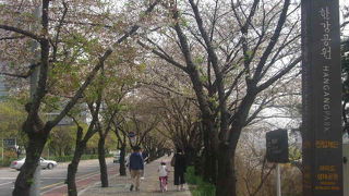 ソウル一の桜名所として知られています