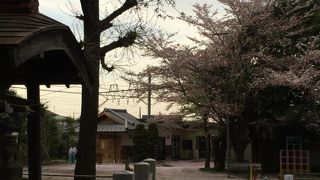 隠れた桜の名所です。
