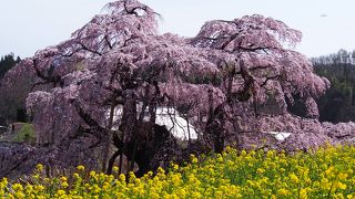 日本三大桜の三春滝桜
