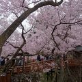 ピンクが濃い！高遠の桜