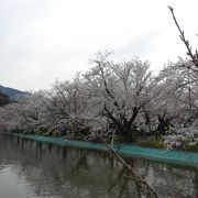 桜と松と長芋の臥竜公園