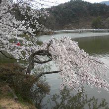 水面に枝垂れる桜
