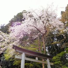 神社前の枝垂れ桜