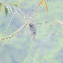 園区で見たクロヒヨドリ
