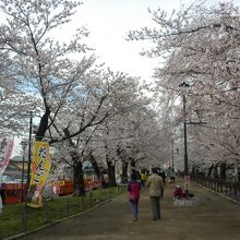 並木道の両側を彩る桜
