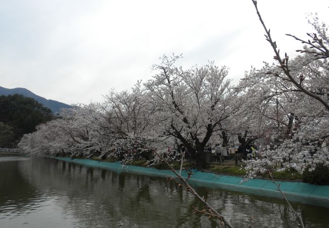 桜と松と長芋の臥竜公園