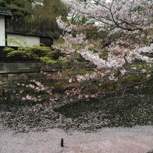 桜がキレイでした