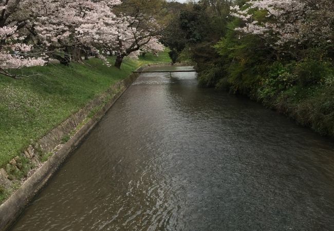 桜が有名な公園