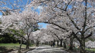 隠れた桜の名所です