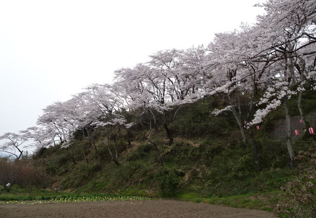 長沼城址