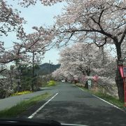 旭川の土手沿いにある桜のトンネル