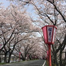すばらしい桜並木