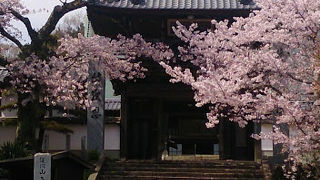 山門周りの桜が美しい