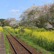 ホーム周辺の桜と菜の花がきれいでした。2016.4.12