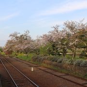 桜の時期の終わりかけでしたが、ここが一番きれいでした。2016.4.12