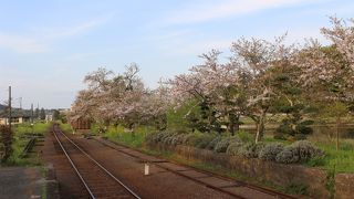 桜の時期の終わりかけでしたが、ここが一番きれいでした。2016.4.12