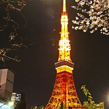 東京タワーと芝公園の桜