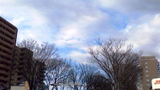 前橋駅前のけやき並木