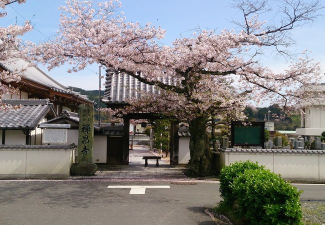 山門脇の桜が見事でした