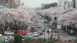ここの桜もすごいよ