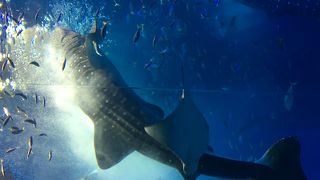 夕方からがお値打ちです