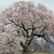 河岸段丘に立つ絶景の一本桜