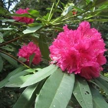 境内　しゃくなげ満開