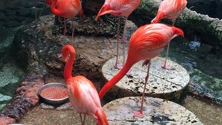 ダラス世界水族館