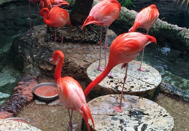 ダラス世界水族館