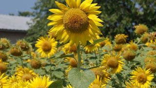 満開のひまわりは圧巻でした。