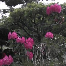 待っている間の庭園