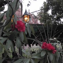 待っているときの庭園の花