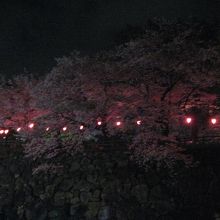 夜桜