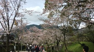 秋月の桜の名所です